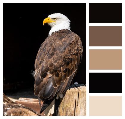 Bird Bald Eagle Eagle Image